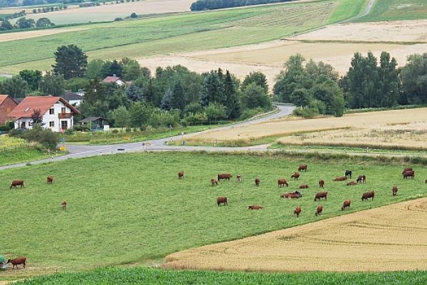 Weide mit Kühen